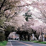 3/17 桜並木.jpg