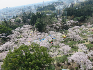 3/19 八幡山公園A.jpg