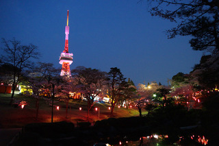 3/19 八幡山公園 桜.jpg