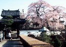 3/20 光琳寺.jpg