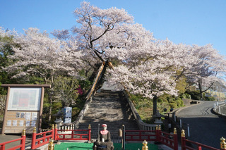3/20 慈光寺.jpg