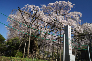 3/20 祥雲寺.jpg