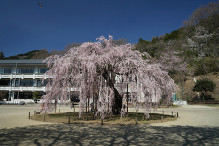 3/24 孝子桜.jpg