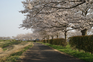 3/24 河内の桜堤.jpg