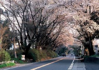 3/26 日光街道.jpg