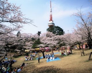 3/28 八幡山公園A.jpg