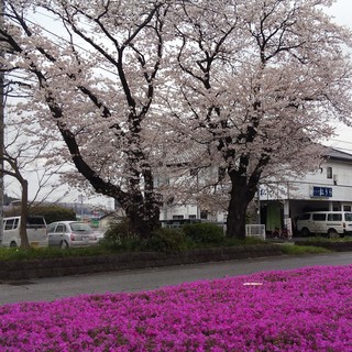 3/31 日光街道桜並木.jpg
