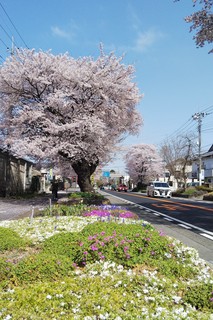 0401 桜並木.jpg