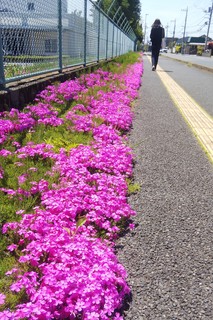 0427 芝桜.jpg