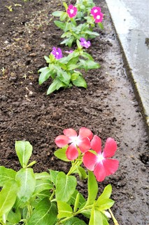 0801 大型花壇@.jpg