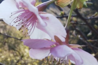 2/24 桜A.jpg