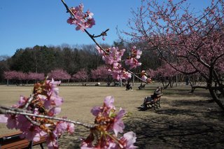 3/15 瑞穂の森公園.jpg