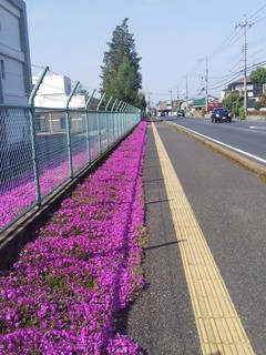 3/23 警察学校 芝桜 (2).jpg