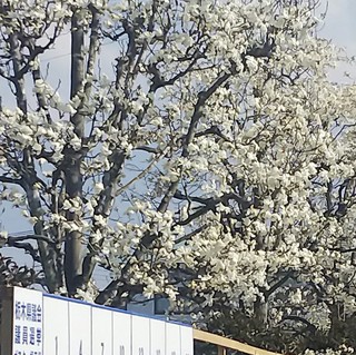 3/29 こぶしの花.jpg