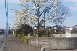 3/29 こぶし公園.jpg