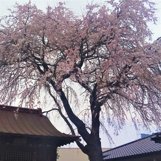 3/29 上戸公民館 桜.jpg
