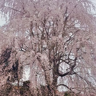 3/29 若5 桜.jpg
