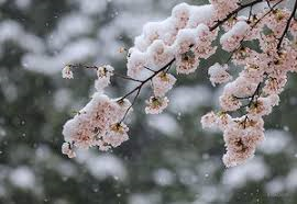 4/11 雪桜.png