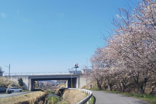 4/6 上戸小通学路桜.jpg