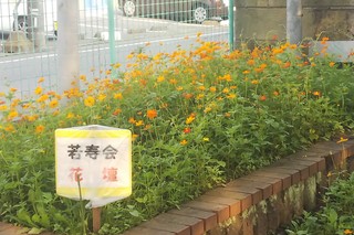 7/31 キバナコスモス.jpg