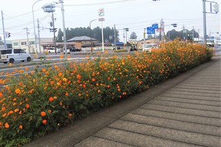 9/7 キバナコスモス.jpg