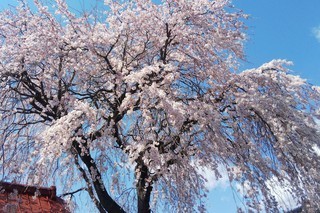 ０４０８　枝垂れ桜.jpg