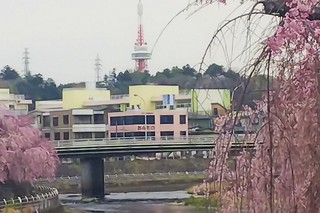 4/15 田川沿いのさくら.jpg