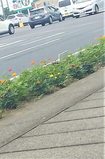 7/11 はないっぱい➋.jpg