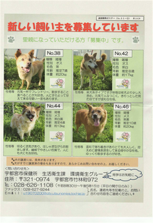 9/8 飼い主を募集.png